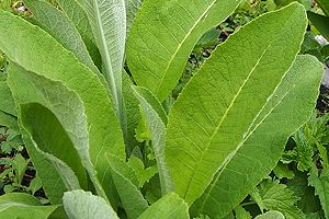 Blatt der Alant, Inula helenium