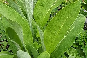 Große, länglich-lanzettliche, graugrüne Blätter des Echten Alants (Inula helenium)