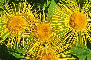 Blüte der Alant, Inula helenium