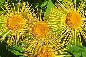 Blütenköpfe des Echten Alants (Inula helenium) mit zahlreichen schmalen, gelben Zungenblüten um eine orangegelbe Mitte