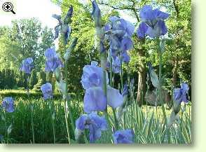 Veilchenwurzel, Iris palladia
