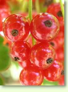 Johannisbeere / Ribes rubrum