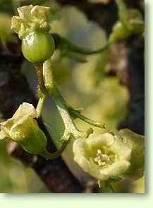 Johannisbeere / Ribes rubrum