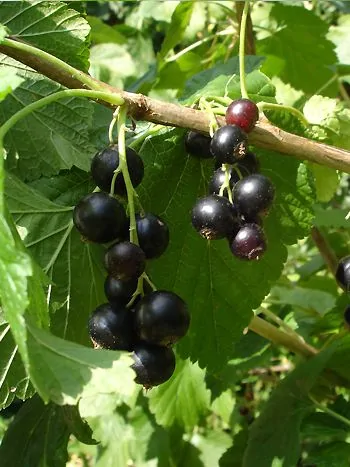 Schwarze Johannisbeere (Ribes nigrum): Trauben glänzend schwarzer Beeren an einem Zweig mit gelappten Blättern