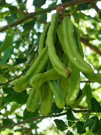Johannisbrotbaum (Ceratonia siliqua): Zweig mit gefiederten, glänzenden Blättern und langen, braunen Hülsenfrüchten