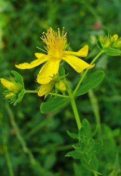 Hypericum perforatum / Johanniskraut