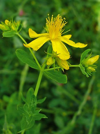 Hypericum perforatum / Johanniskraut