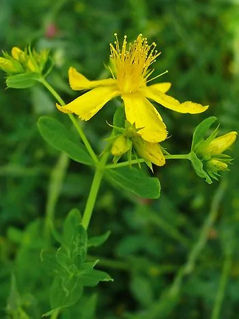 Echtes Johanniskraut (Hypericum perforatum) mit zahlreichen goldgelben, fünfzähligen Blüten an verzweigten Stängeln