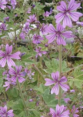 Käsepappel, Malva sylvestris