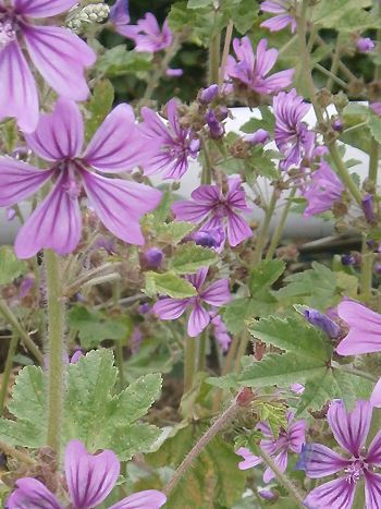 Käsepappel, Malva sylvestris