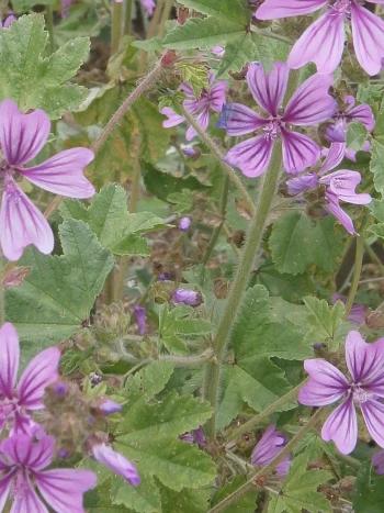 Wilde Malve (Malva sylvestris): rosaviolette Blüten mit dunklen Längsstreifen über gelappten Blättern