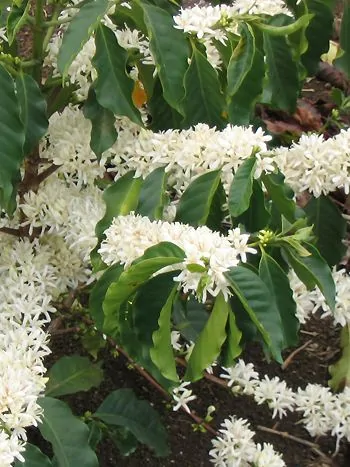 Kaffeestrauch (Coffea arabica): Zweig mit glänzend grünen Blättern und roten Kaffeekirschen
