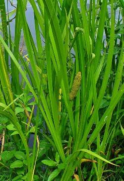 Acorus calamus / Kalmus