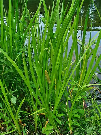 Kalmus (Acorus calamus) mit schwertförmigen, aufrechten Blättern und grünlichem Blütenkolben am Gewässerufer