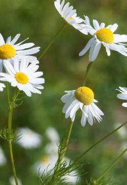 Matricaria chamomilla / Kamille