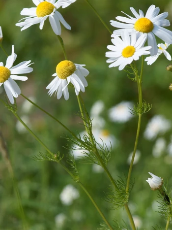 Echte Kamille (Matricaria chamomilla) mit weißen Zungenblüten und gewölbten, gelben Blütenköpfchen über fein gefiederten Blättern