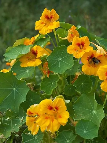 Große Kapuzinerkresse (Tropaeolum majus): leuchtend orange Blüten zwischen runden, schildförmigen Blättern