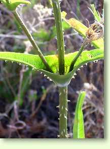 Karde / Dipsacus silvester