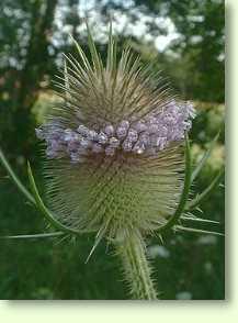 Karde / Dipsacus silvester