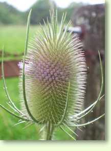 Karde / Dipsacus silvester