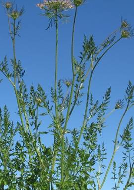 Karotte Karotte, Daucus carota