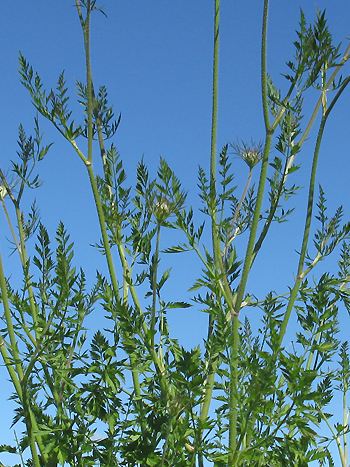 Karotte, Daucus carota