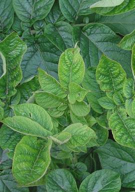 Kartoffel Kartoffel, Solanum tuberosum