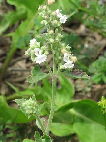 Echte Katzenminze (Nepeta cataria): weißliche Lippenblüten in dichten Scheinquirlen über graugrünen, herz-eiförmigen Blättern