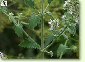 Katzenminze, Nepeta cataria