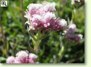 Katzenpfötchen, Antennaria dioica