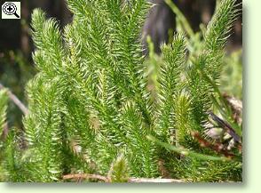 Lycopodium clavatum, Keulenbärlapp