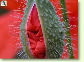 Papaver rhoeas, Klatschmohn