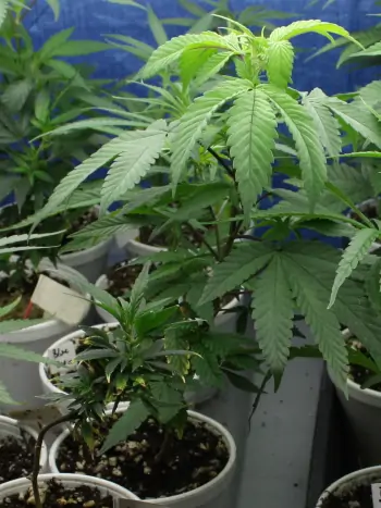 Diese gut bewurzelten Stecklinge sollten bald umgetopft werden