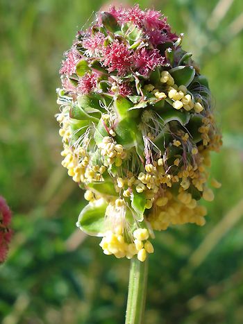 Kleiner Wiesenknopf