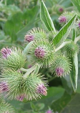 Klette Klette, Arctium lappa