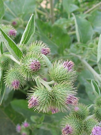 Klette, Arctium lappa