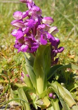 Knabenkraut Knabenkraut, Orchis morio
