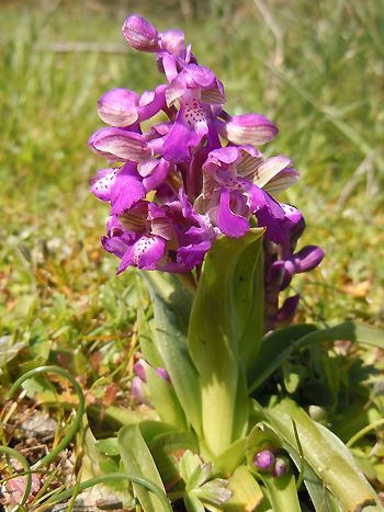Knabenkraut Knabenkraut, Orchis morio