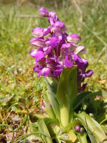 Kleines Knabenkraut (Orchis morio): purpurne, hell gezeichnete Orchideenblüten in einer lockeren Ähre über schmalen grünen Blättern