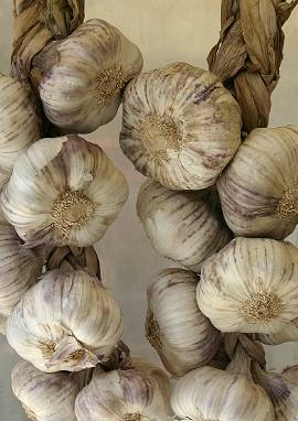 Knoblauch, Allium sativum