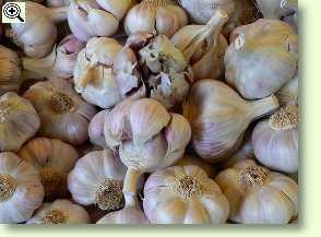 Knoblauch, Allium sativum