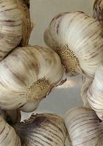 Knoblauch