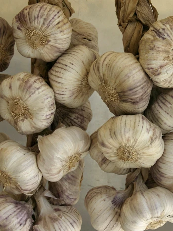 Knoblauch (Allium sativum) – Knoblauchzwiebeln mit weißlichen Häuten und einzelnen Zehen