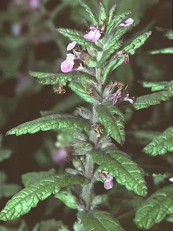 Knoblauch-Gamander (Teucrium scordium): kleine rosa Lippenblüten in den Achseln gezähnter, graugrüner Blätter