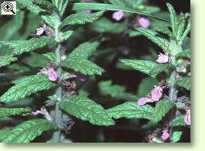 Teucrium scordium, Knoblauchgamander