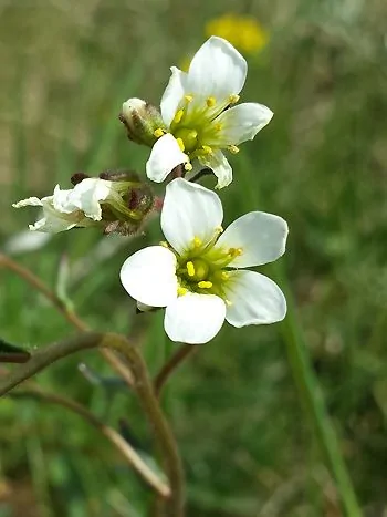Knöllchen-Steinbrech (Saxifraga granulata): weiße, fünfzählige Blüten mit gelber Mitte an dünnen Stielen
