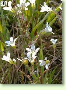 Saxifraga Granulata, Knöllchensteinbrech