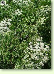 Ammi majus, Knorpelmöhre