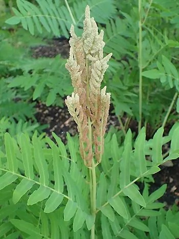 Königsfarn (Osmunda regalis): bräunliche, rispenartige fruchtbare Wedelspitze über gefiederten grünen Wedeln