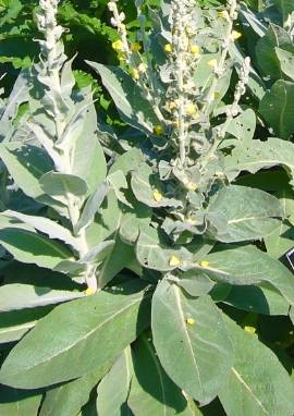 Königskerze Königskerze, Verbascum densiflorum
